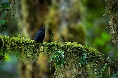 black pitohui: a perching bird of the species Melanorectes nigrescens, from New Guinea