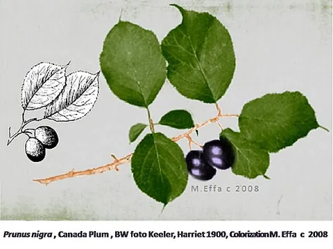black plum: prunus domestica (European plum), a common cultivated plum