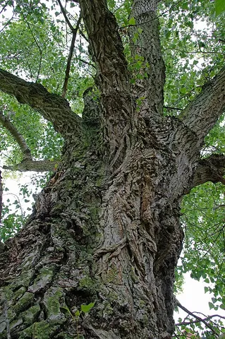black poplar: any member of the species Populus nigra of poplars found in Europe, southwest and central Asia, and...