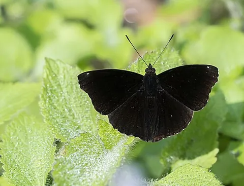 black prince: a butterfly of species Rohana parisatis, family Nymphalidae, of Indomalaya