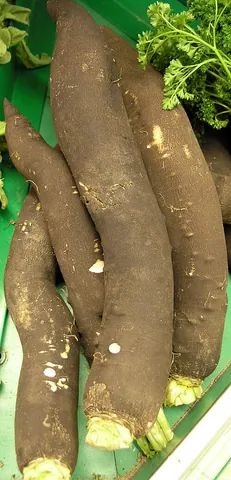 black radish: a root vegetable of the family Brassicaceae cultivated for its edible root that has a tough black...