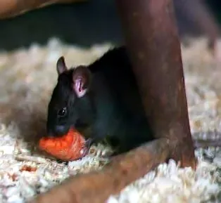 black rat: a common species of rat, Rattus rattus, originating anciently in Asia but now distributed worldwide