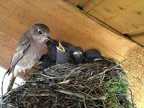 black redstart: a small passerine bird, Phoenicurus ochruros, from south and central Europe