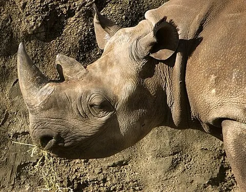 black rhinoceros: a rhinoceros, of species Diceros bicornis, in the family Rhinocerotidae