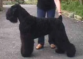 black russian terrier: a breed of dog created in USSR in Red Star Kennel during the late 1940s and the early 1950s for use...