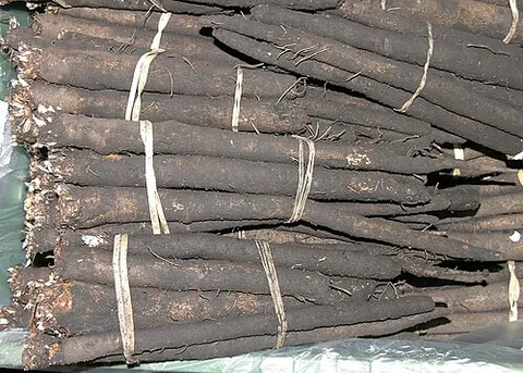 black salsify: a perennial member of the sunflower family (Asteraceae), cultivated as a root vegetable...