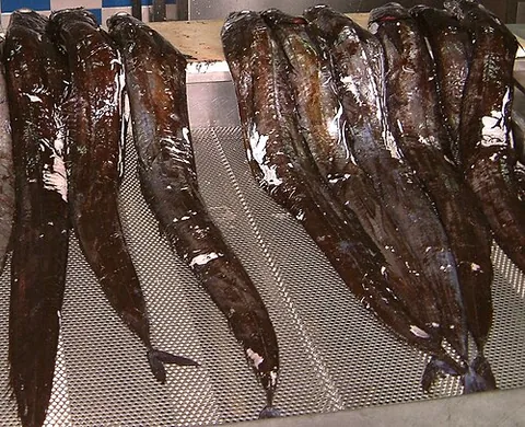 black scabbardfish: a North Atlantic fish of the cutlassfish family Trichiuridae with an extremely elongated, eel-like...