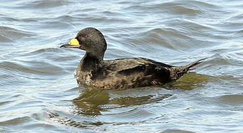 black scoter: melanitta americana, an arctic sea bird in the family Anatidae