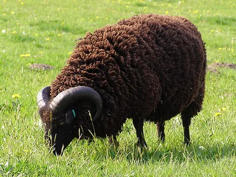 black sheep: a nonconformist; an unusual or unconventional person, who may be rejected or disdained by others...
