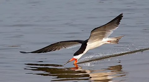 black skimmer: a bird (Rynchops niger) native to the Americas