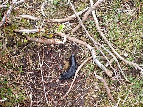 black slug: an omnivorous slug found in Europe and the Pacific Northwest, Arion ater, not always black, despite...