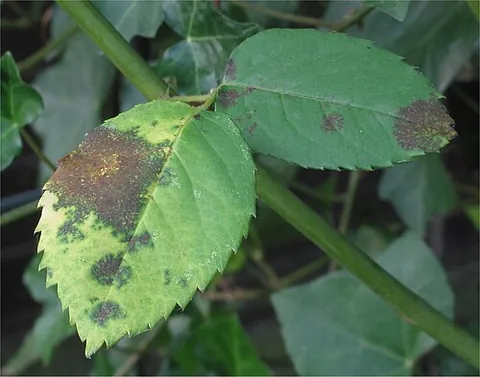 black spot: a fungal disease among plants, particularly roses, that results in black spots on the leaves