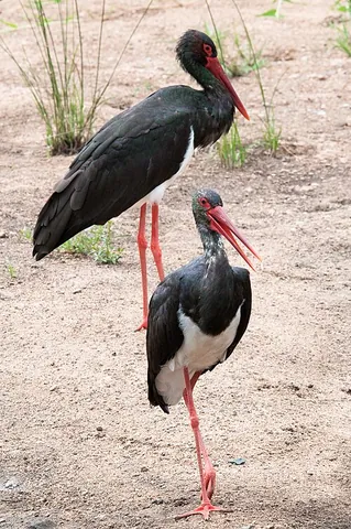black stork: a large bird of species Ciconia nigra in the stork family Ciconiidae, wintering in tropical Africa,...