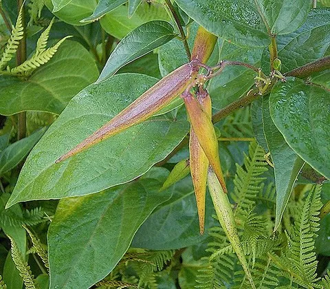 black swallow-wort: a plant of the species Vincetoxicum nigrum, native to southern Europe, considered invasive in the...