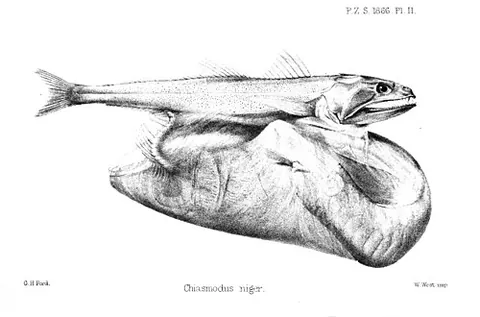 black swallower: a fish of the species Chiasmodon niger, deep-sea fish able to swallow fish much larger than itself