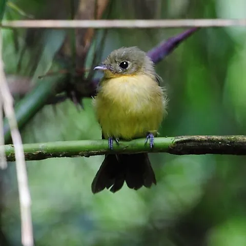 black-tailed flycatcher: a South-American flycatcher, Myiobius atricaudus