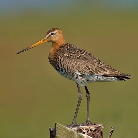 black-tailed godwit: a wader, Limosa limosa, a type of godwit, of the Scolopacidae family