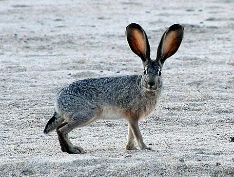 black-tailed jackrabbit: lepus californicus, a common hare of the western United States and Mexico