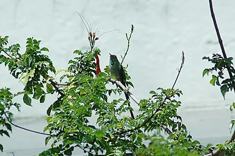 black-tailed trainbearer: a species of hummingbird with a long black tail and native to western parts of South America,...