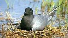 black tern: a small seabird (Chlidonias niger), of the tern family (Sternidae)