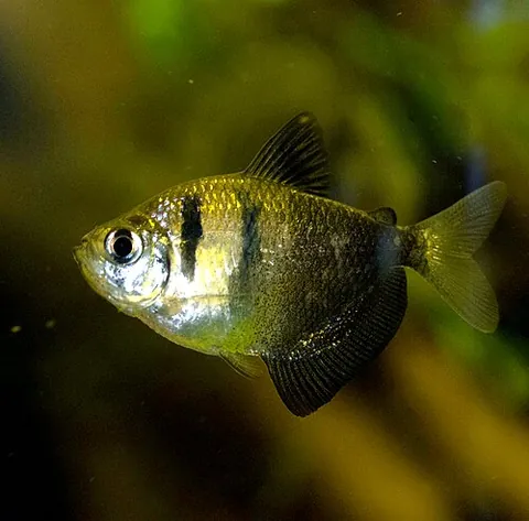 black tetra: gymnocorymbus ternetzi, a species of popular characin fish often kept in aquariums