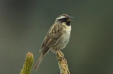 black-throated accentor: prunella atrogularis, a small passerine bird in the family Prunellidae