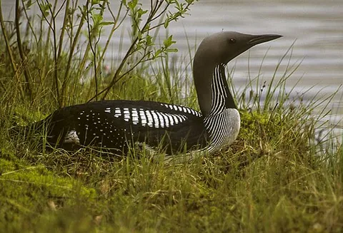 black-throated diver: gavia arctica, a medium-sized member of the loon or diver family that breeds in Eurasia, with grey...