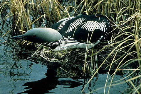 black-throated loon: the black-throated diver
