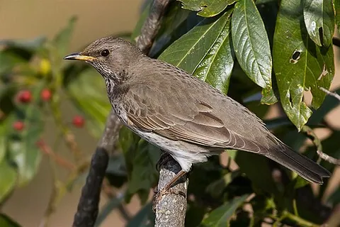 black-throated thrush: turdus atrogularis, a migratory Asian thrush with a black throat