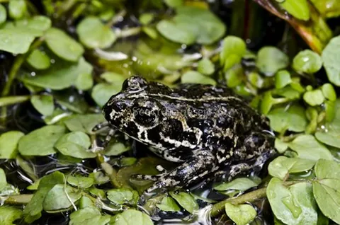 black toad: anaxyrus exsul, a black-skinned toad with white and tan speckles, found only in parts of Inyo...