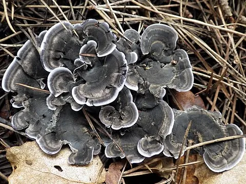 black tooth: tooth fungus (Phellodon niger)