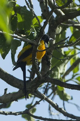 black-vented oriole: icterus wagleri, a species of Central American oriole which is coated in black and orange feathers