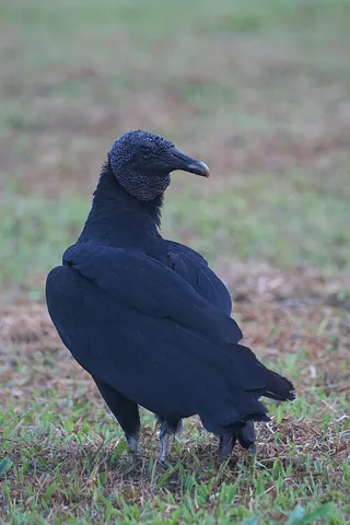 black vulture: an American vulture species, Coragyps atratus, with black plumage