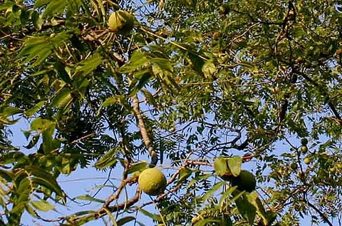 black walnut: juglans nigra, a tree native to eastern North America