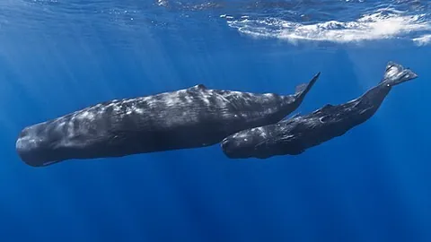 black whale: a sperm whale (Physeter catodon, syn. Physeter macrocephalus (family Physeteridae))