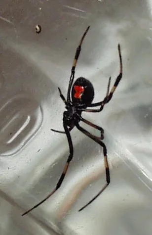 black widow: any of several species of venomous and potentially deadly spiders, particularly Latrodectus spp