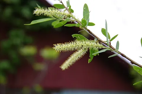 black willow: a willow of species Salix nigra, native to much of the eastern United States, excluding Florida,...