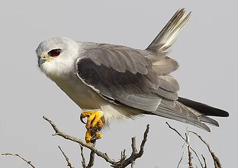 black-winged kite: elanus caeruleus, a small diurnal bird of prey in the family Accipitridae