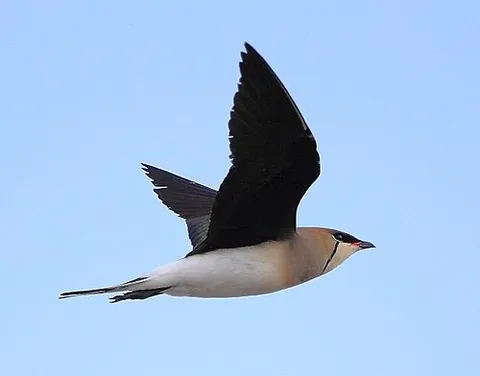 black-winged pratincole: a wader, Glareola nordmanni