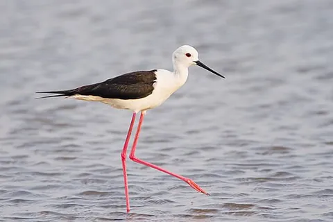 black-winged stilt: a species of long-legged waders; (Himantopus himantopus)