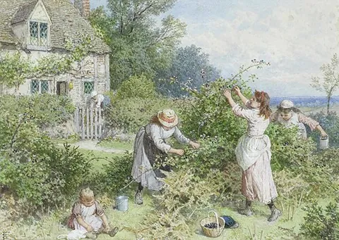 blackberrying: the gathering of blackberries