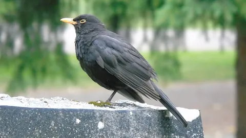 blackbird: a common true thrush, Turdus merula, found in woods and gardens over much of Eurasia, and...