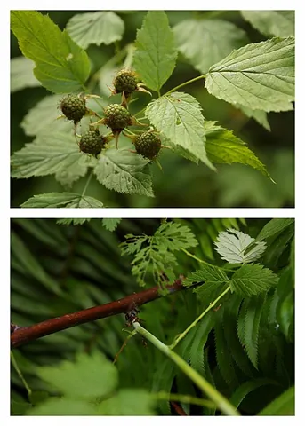 blackcap raspberry: synonym of whitebark raspberry