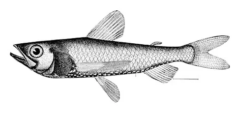 blackchin: any of several species of fish with a black jaw, especially