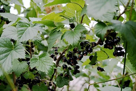 blackcurrant: a shrub, Ribes nigrum, that produces small, very dark purple, edible berries