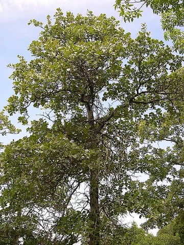 blackjack oak: an oak tree of species Quercus marilandica