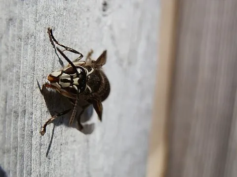 blackjacket: a type of yellow jacket with black-and-white instead of yellow-and-black coloration, Vespula...
