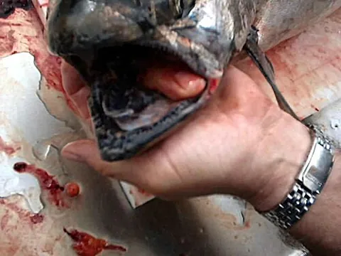 blackmouth: a chinook salmon (Oncorhynchus tshawytscha), especially a juvenile