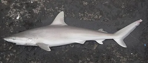 blacknose shark: a requiem shark of species Carcharhinus acronotus