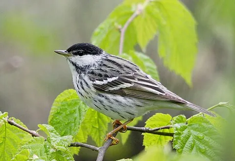 blackpoll: a North American warbler, Setophaga striata, the male of which has a black patch on its head